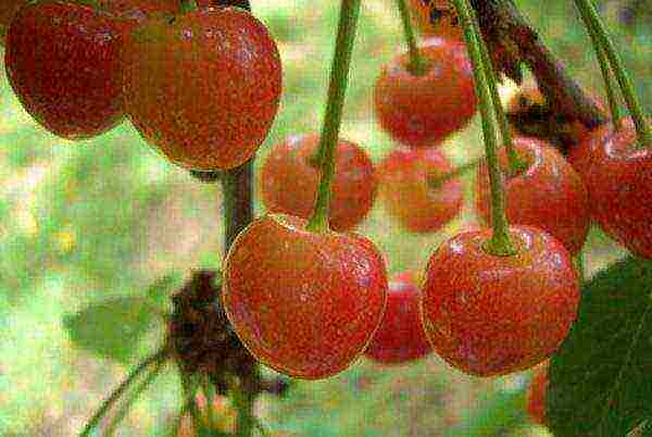 Berries of the variety of cherries Fatezh