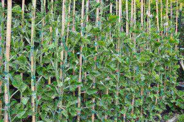 Peas tied on wooden supports