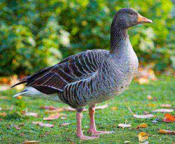 Shadrinsky goose