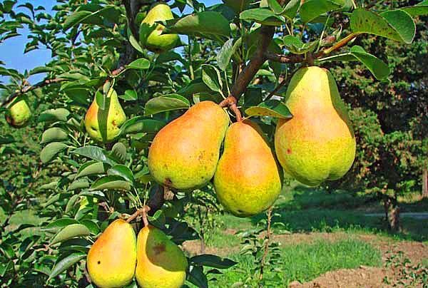 Summer pear variety Duchess