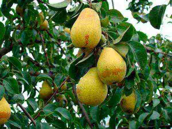 Juicy pears of the Lada variety on a branch