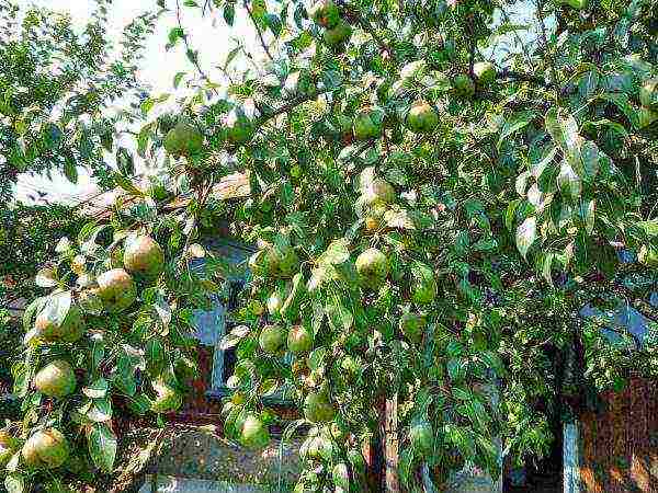 The Pass-Krasan pear requires a lot of sunlight.