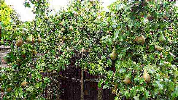 Pear of late ripening Bere Ardanpon