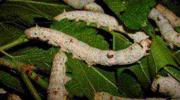 Down silkworm caterpillars damage cherry plum leaves