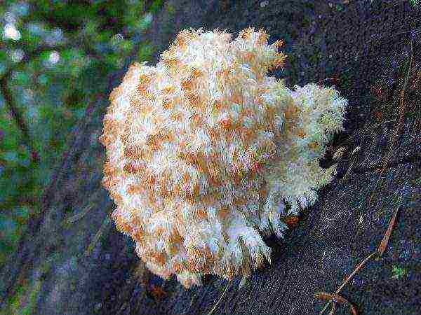 Ripe coral blackberry