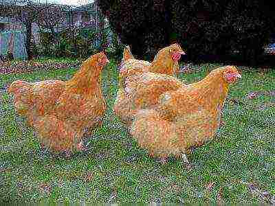chickens yellow orpington