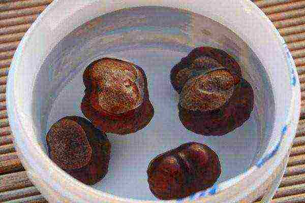 Before planting chestnuts, they must be soaked in water.