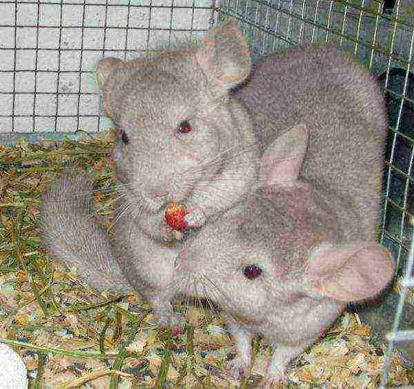 Food for chinchillas must be of high quality and fresh