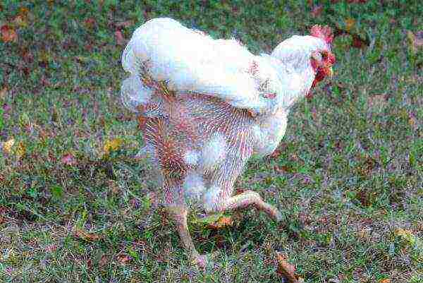 Molting manok