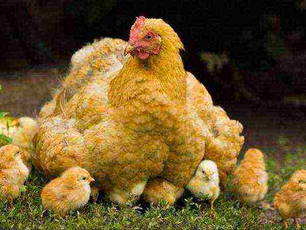 Izleganje pilića s kokoši