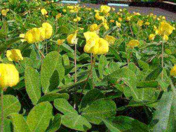 Peanut plantation in bloom