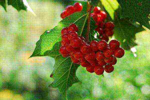 Viburnum Taiga rubies