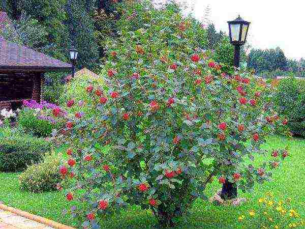 Fruiting viburnum sa kanilang summer cottage