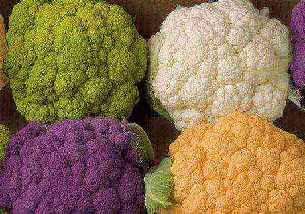 Cabbage of all colors of the rainbow