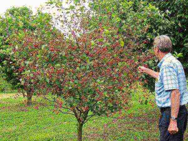 Batang cherry Fatezh