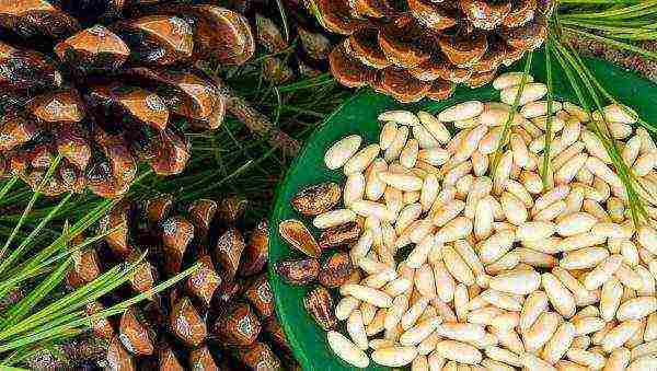 Pine nuts, useful for the female body