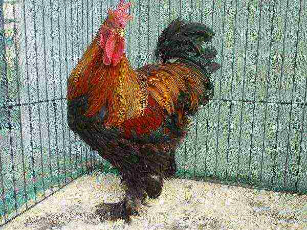 Rooster breed partridge Cochinchin