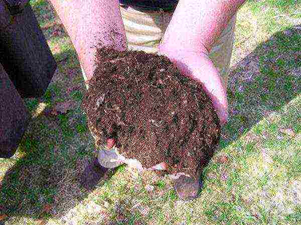 Rabbit dung compost
