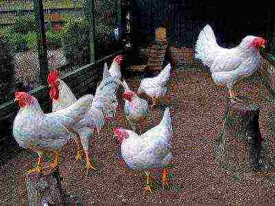 White Leghorn chickens in a fence