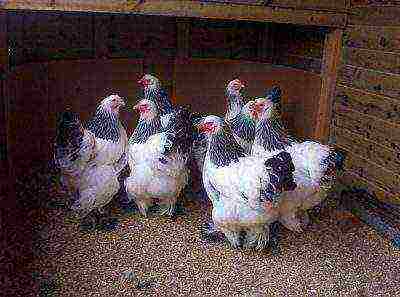 chickens of the Brama breed in the chicken coop