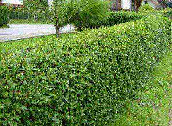 Viburnum hedge