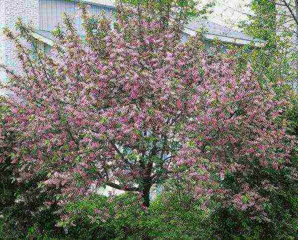 Namumulaklak na bird cherry na si Kolorata sa kanilang summer cottage