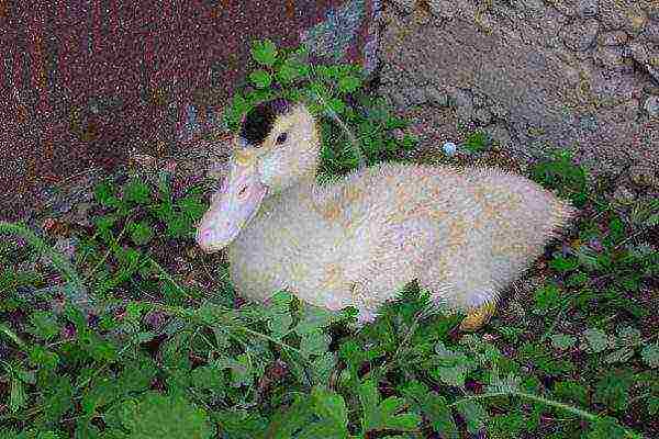 Mulard duckling lies on the grass