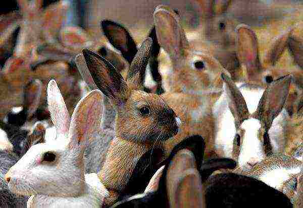 Selection of rabbits for mating