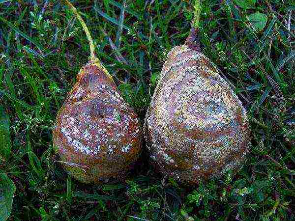 Pear fruit rot or maniliasis