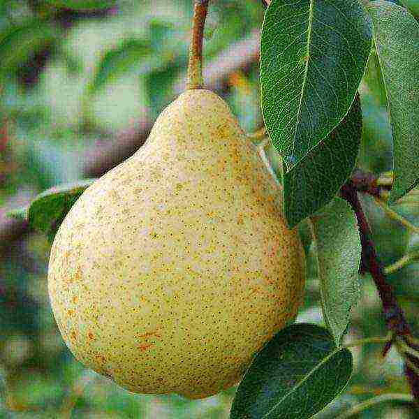 Pear fruit of the Moskvichka variety