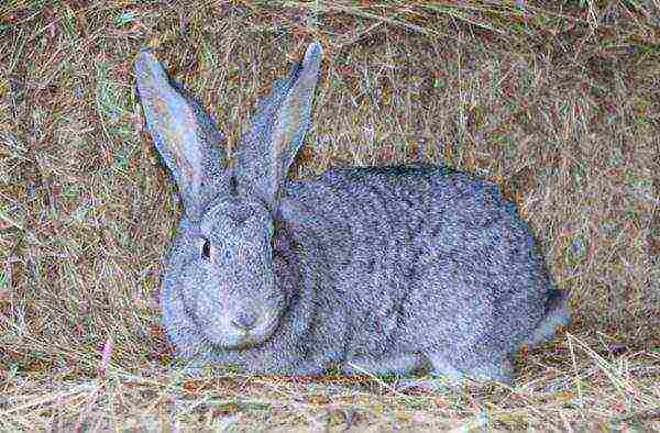 Soviet rabbit breed