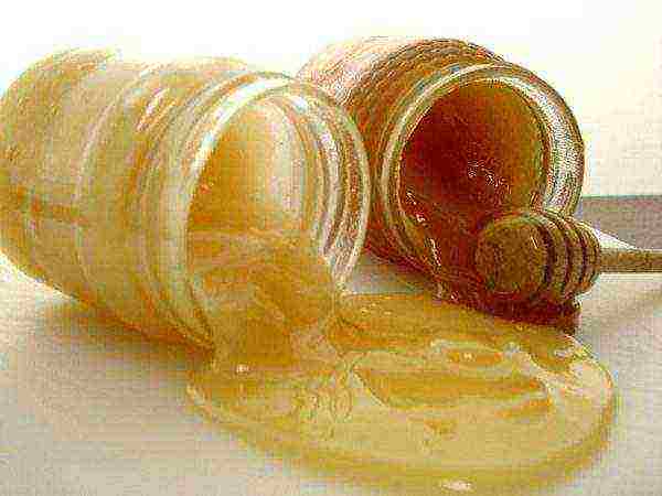 الحلوى بأنواع مختلفة من العسل