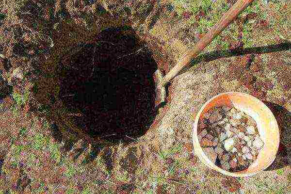 Digging a hole for planting pears