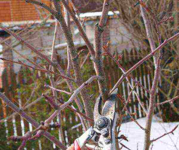 In the spring, they carry out sanitary and formative pruning of cherries