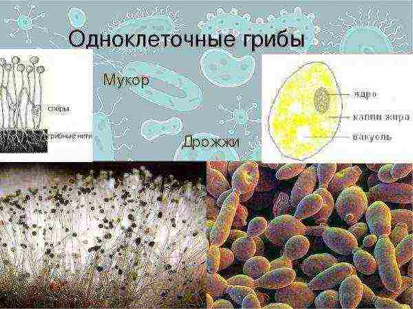 الفطريات أحادية الخلية (الخميرة)