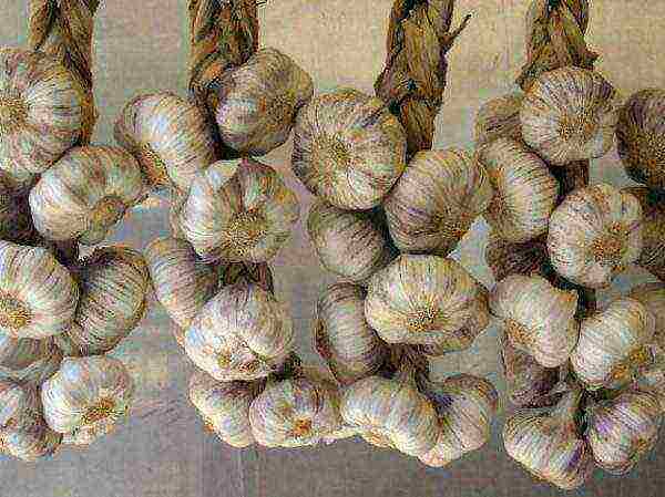 Storing garlic in braids