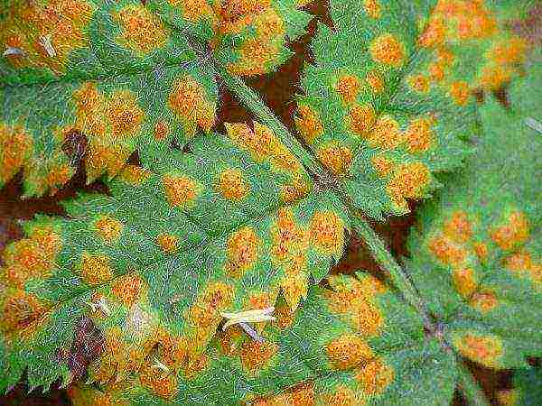 Orange spot on Maak cherry leaves
