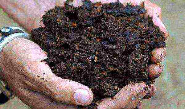 Organic fertilizer cow dung