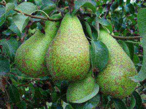 Fruit varieties of pear Conference