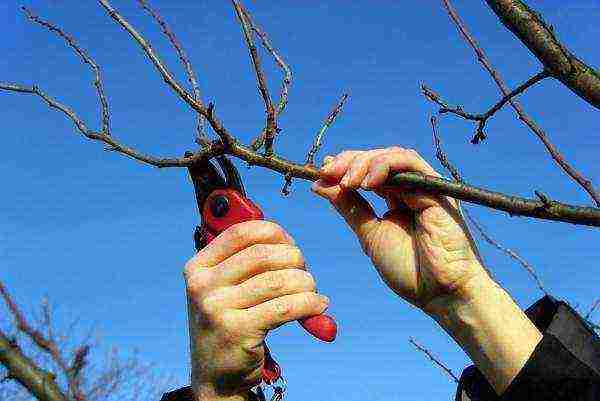 The pear needs watering, feeding, pruning and preparation for winter