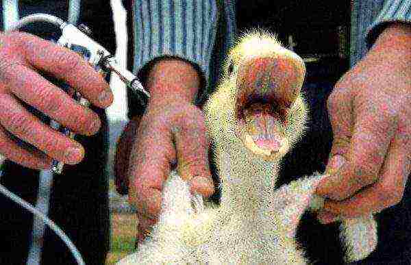 Cijepljenje ptica