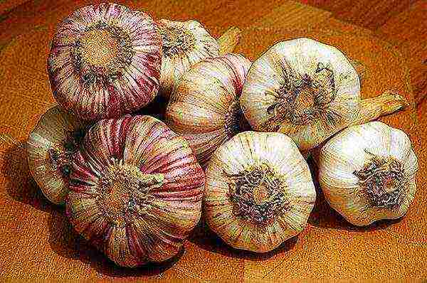 Winter garlic grade Alkor
