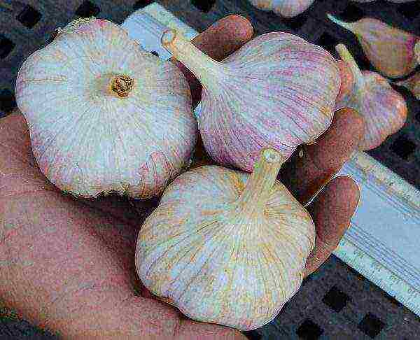 Winter garlic variety Dobrynya