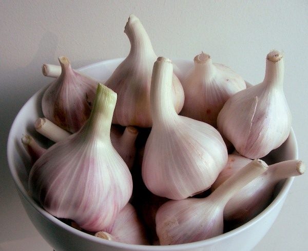 Winter garlic variety Dubkovsky