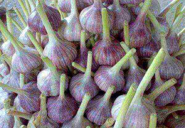 Winter garlic grade Lyubasha