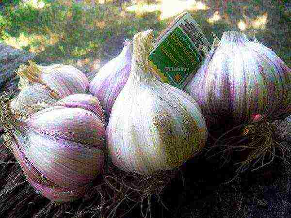 Winter garlic Sofievsky grade