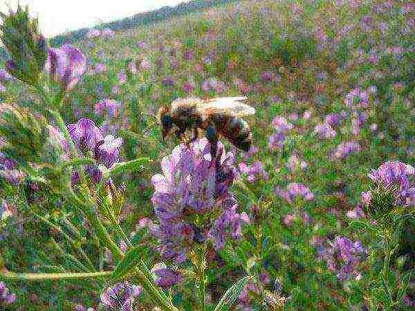 Pčela sakuplja nektar iz cvijeta lucerke