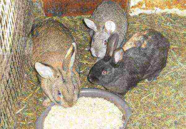 Rabbits eat grain