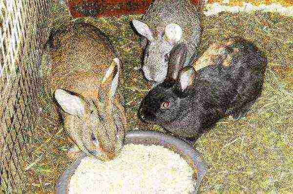 Winter feeding rabbits in the pen