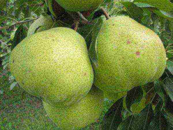 Pear variety Taezhnaya